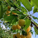 ���� ���������, �������, 60 ��� - ��������� 6 ���� 2020 � ������ ���� ����������