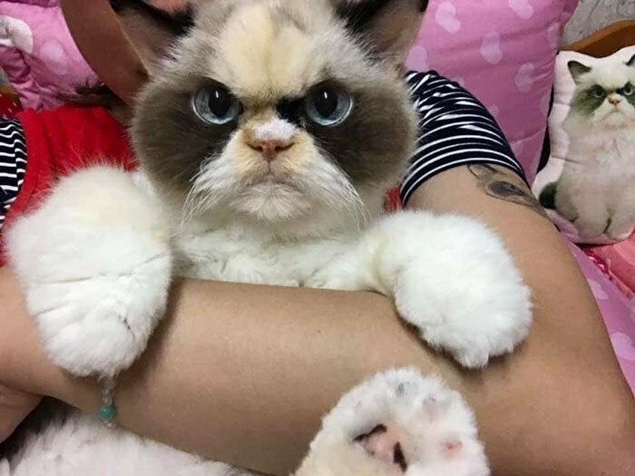    Grumpy Cat,    ,     ... - 5