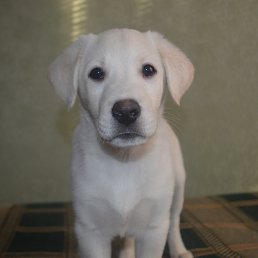 �������, ������, 50 ���