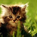 ���� ������, ������, 47 ��� - ��������� 5 ����� 2020