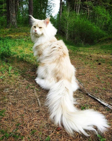 Американский Мэйн Кун — шикарный длинный хвост с кошкой на конце.