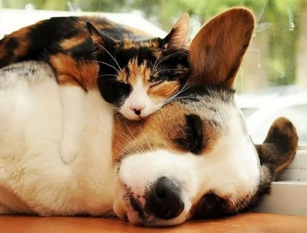 И жили они как кошка с собакой....долго и счастливо! - 4