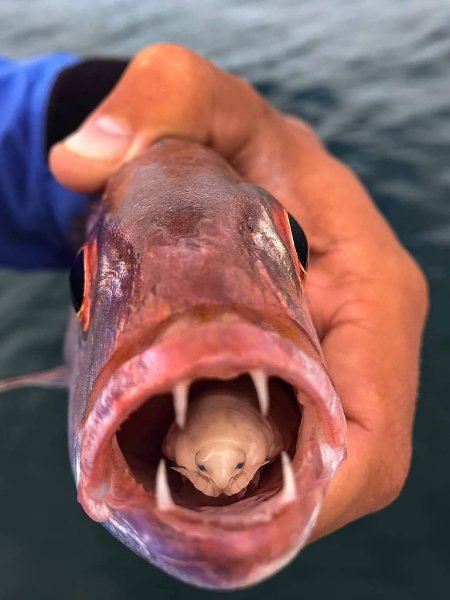 Cymothoa exigua - паразит, который проникает в рот рыбы, съедает её язык, а затем занимает его ...