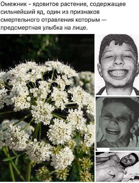 Сардоническая улыбка фото