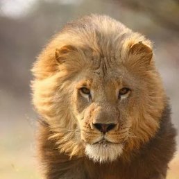 ���� ����, ������, 53 ���� - ��������� 4 ������� 2020