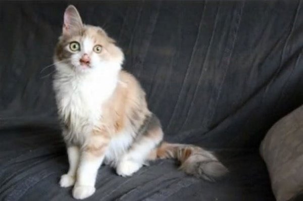Огромное уважение таким людям! Никто не верил, что котёнка можно спасти, но неравнодушная девочка ... - 6