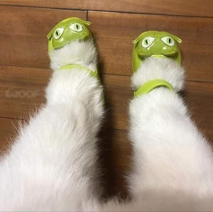  -    - 6
