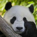 ���� �������, ���������, 43 ���� - ��������� 23 ������� 2021