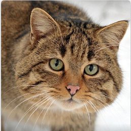 Mike, ������������, 39 ���