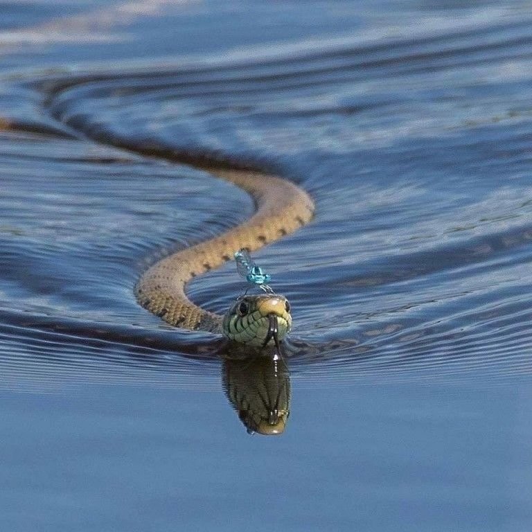 Гадюка водоплавающая. Морская гадюка. Плавающие змеи. Змея плывет.