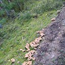 ���� �������, �����-���������, 32 ���� - ��������� 24 �������� 2020