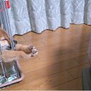 ���� Kotofey, ���� - ��������� 10 ������ 2020 � ������ ���� ����������