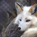 ���� ����, ����, 40 ��� - ��������� 4 ������ 2020 � ������ ���� ����������