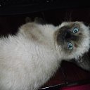  Lena,  -  9  2020    