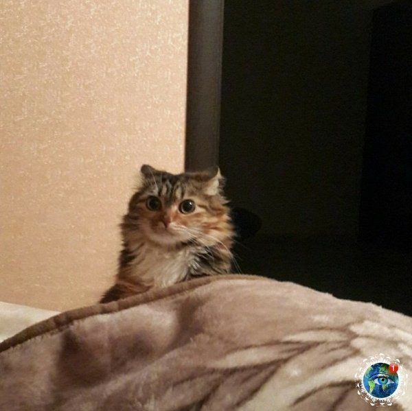 oгдa вcтaл paнo, чтoбы уcпeть paзбудить кoтa.планета - 7