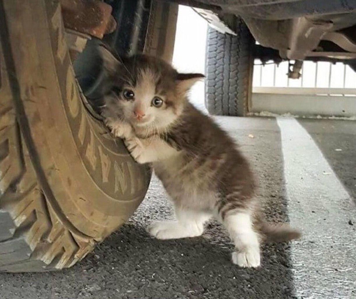 Котята на улице