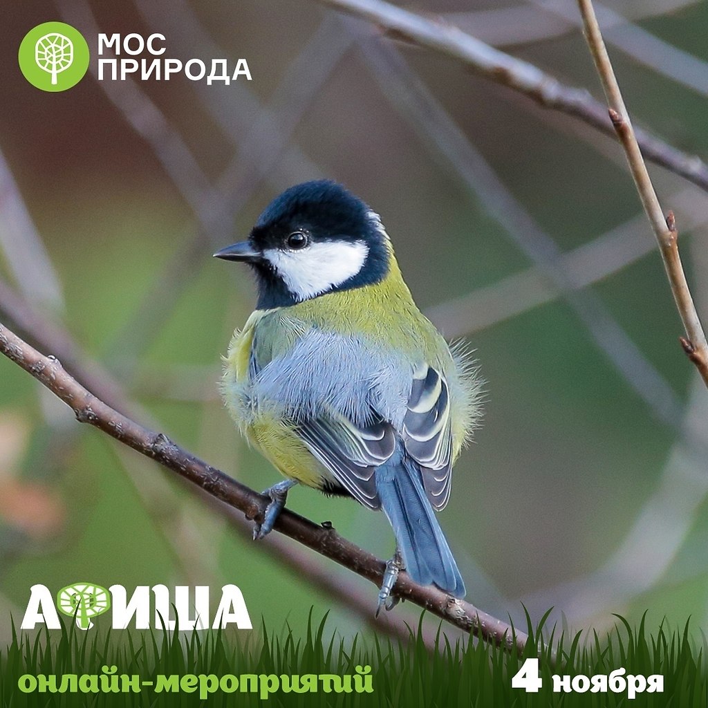 День народного единства в онлайн-формате: Мосприрода на 4 ноября подготовила программу ...