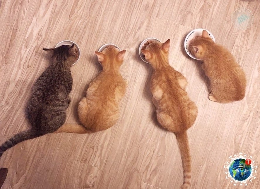 a o oo op oc, o a o.ee oeo. - 4