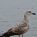 ���� �������, �����������, 61 ��� - ��������� 21 ������� 2021 � ������ ���� ����������