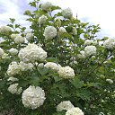 ���� �����, ���������, 63 ���� - ��������� 5 ����� 2021 � ������ ���� ����������