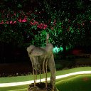  , -, 42  -  22  2020    2020