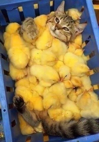 Укрылся пушистиками! Какой тепреливый кот! Мой бы уже их давно... ну, не будем о грустном!