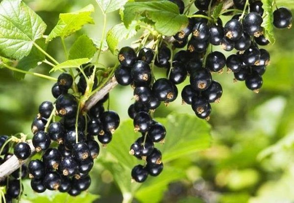 Советы по размещению смородины в саду . 1. Черная смородина - влаголюбивая культура и выносит ...