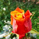 7 ������, � ��� ���� ��� ������... �� ������� ���� ����������