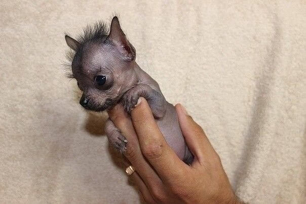 coo oa  ca pe opo coa a ee. opoa oa o peea ep ... - 3