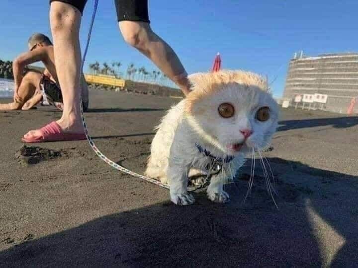      ,        - 2