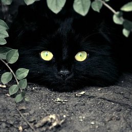 ��������, ������