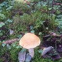 ���� ������, ������� - ��������� 26 �������� 2020 � ������ ���� ����������