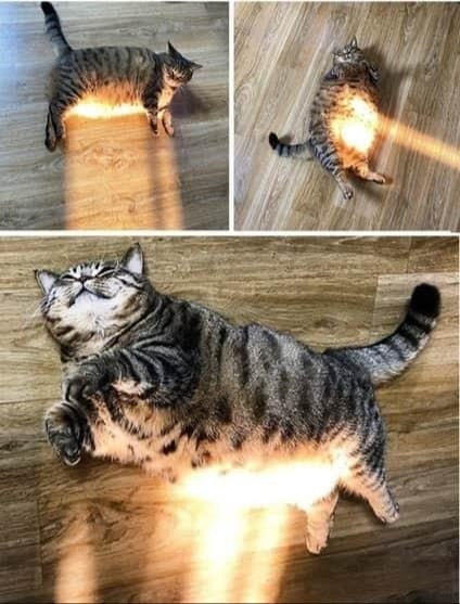 Солнечная зарядка для котиков) | Без кота и жизнь не та | Фотострана ...