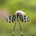 ���� ����, �����-���������, 55 ��� - ��������� 2 ������ 2021 � ������ �butterflies�