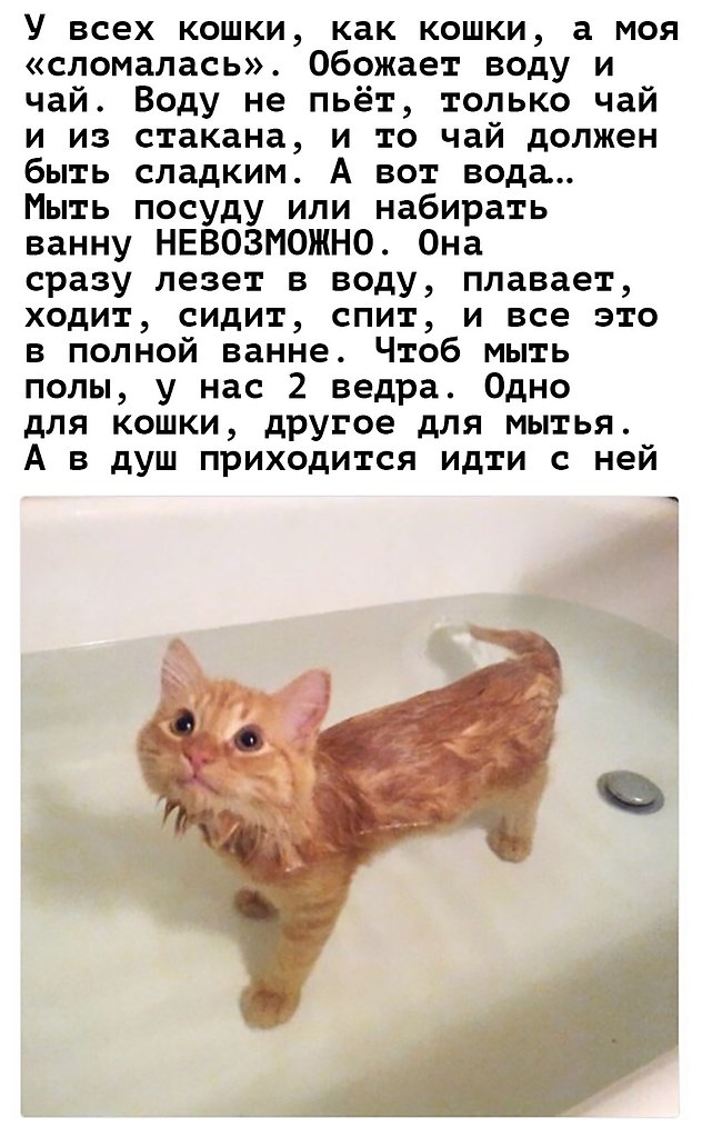 Вестибулярный синдром у кошек