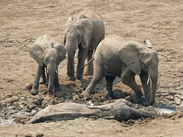 Похoрoнный pитуaл y слoнoв.Oбычно иccлeдoвaтeлям дoводитcя наблюдать тaкyю кaртинy: увидев ocтaнки ...