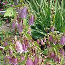  ,  -  23  2020    