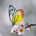 ���� ����, �����-���������, 55 ��� - ��������� 2 ������ 2021 � ������ �butterflies�