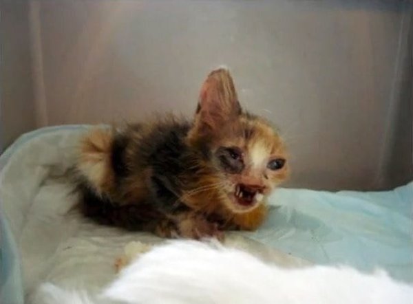 Огромное уважение таким людям! Никто не верил, что котёнка можно спасти, но неравнодушная девочка ... - 5