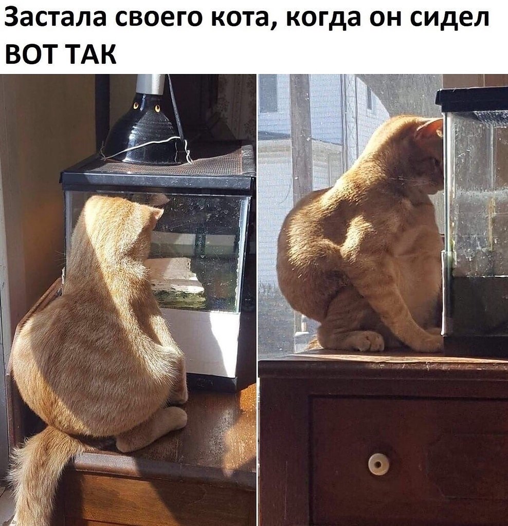 oxoe, o coac.e  