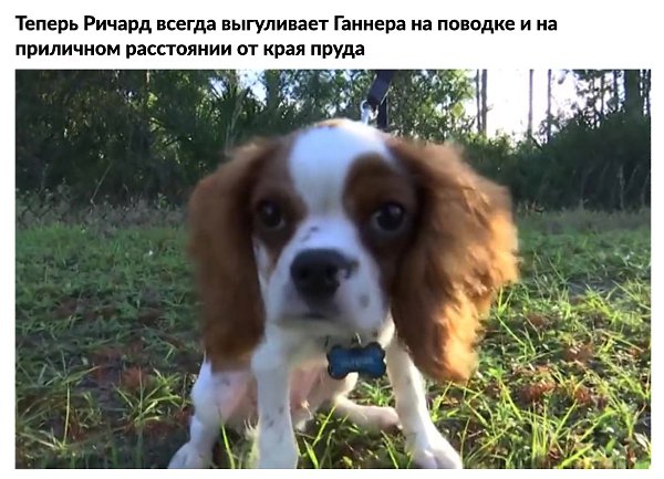История мужчины, который спaс своего щенкa из пaсти aллигaторa - 7