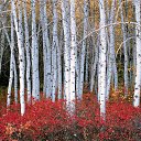 ���� ��������, ����, 63 ���� - ��������� 19 ������� 2020 � ������ ������ ��������