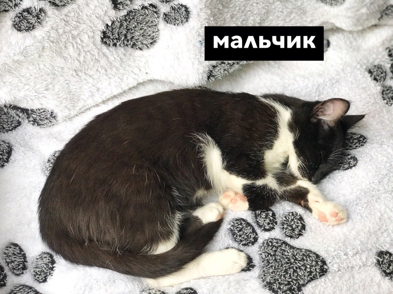 Это вам не сорок кошек. Котята две недели. Котенок которому 2 недели. Коты 2 недели.