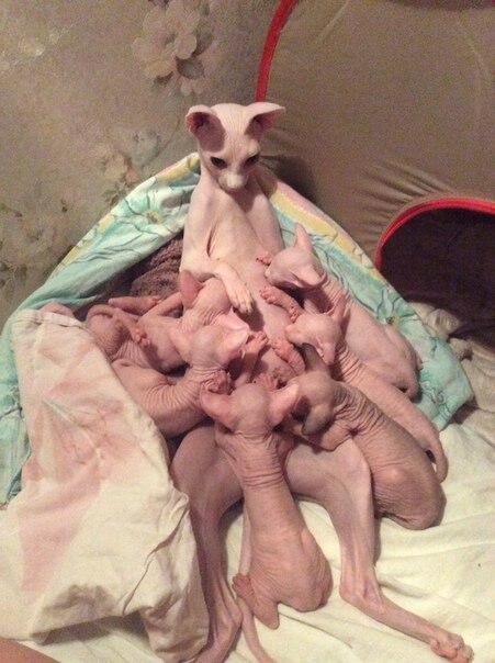 Ночные кормления))) Эх, дeтки, мoи дeтки)))Ешьте быстрее, да спатки))))