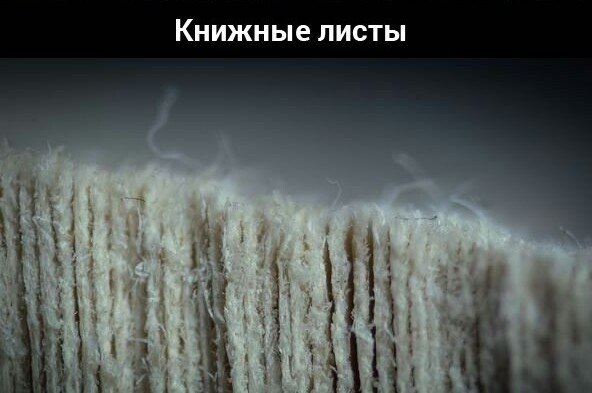 Будет интересно увидеть, как выглядят привычные для нас вещи под микроскопом: - 2