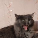 ��� �������� ����)))