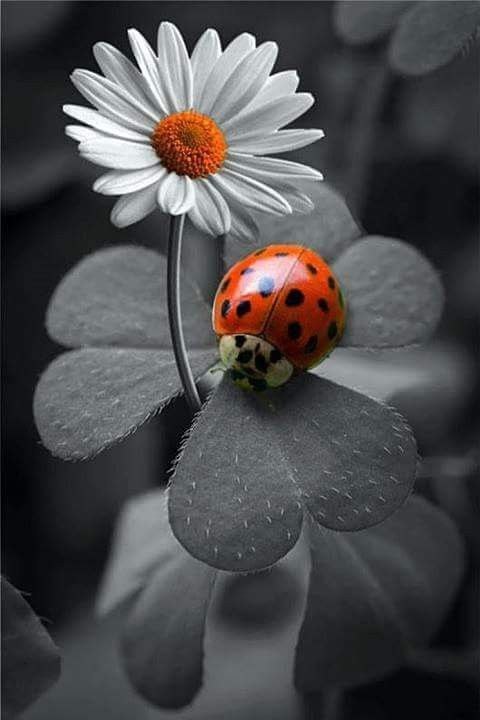  ,      : Ha e  ,  , 2  , ...