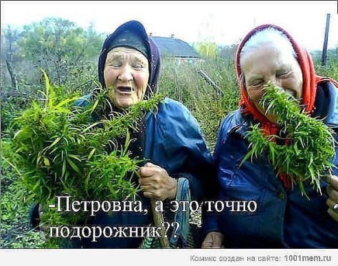 Бабка поняла, что компот забродил, когда дед подошёл к ней со словами: «Девчонка, ты замужем?» Шутка ... - 3