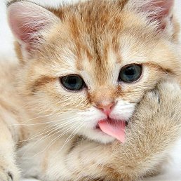 Alex, ������, 54 ����