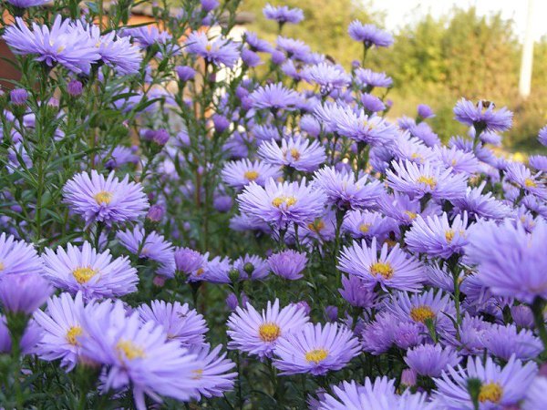 ����������� ��� ������ ��� ����..